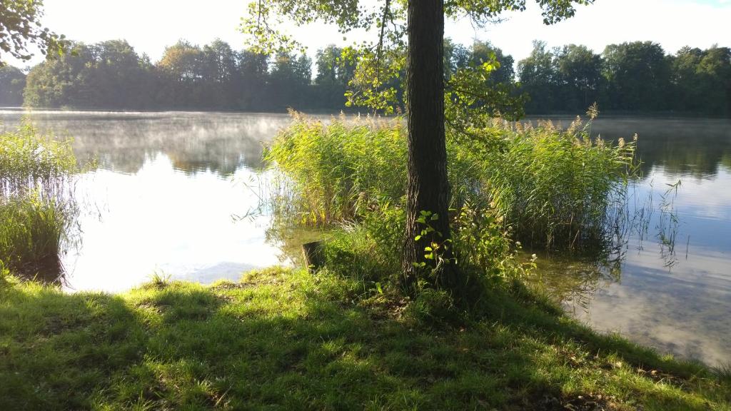 ein Baum im Gras neben einem Wasserkörper in der Unterkunft Schwalbenhaus in Templin