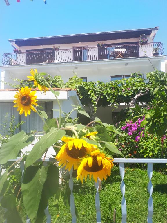 a bunch of sunflowers in front of a white fence at Guesthouse DONA in Ulcinj