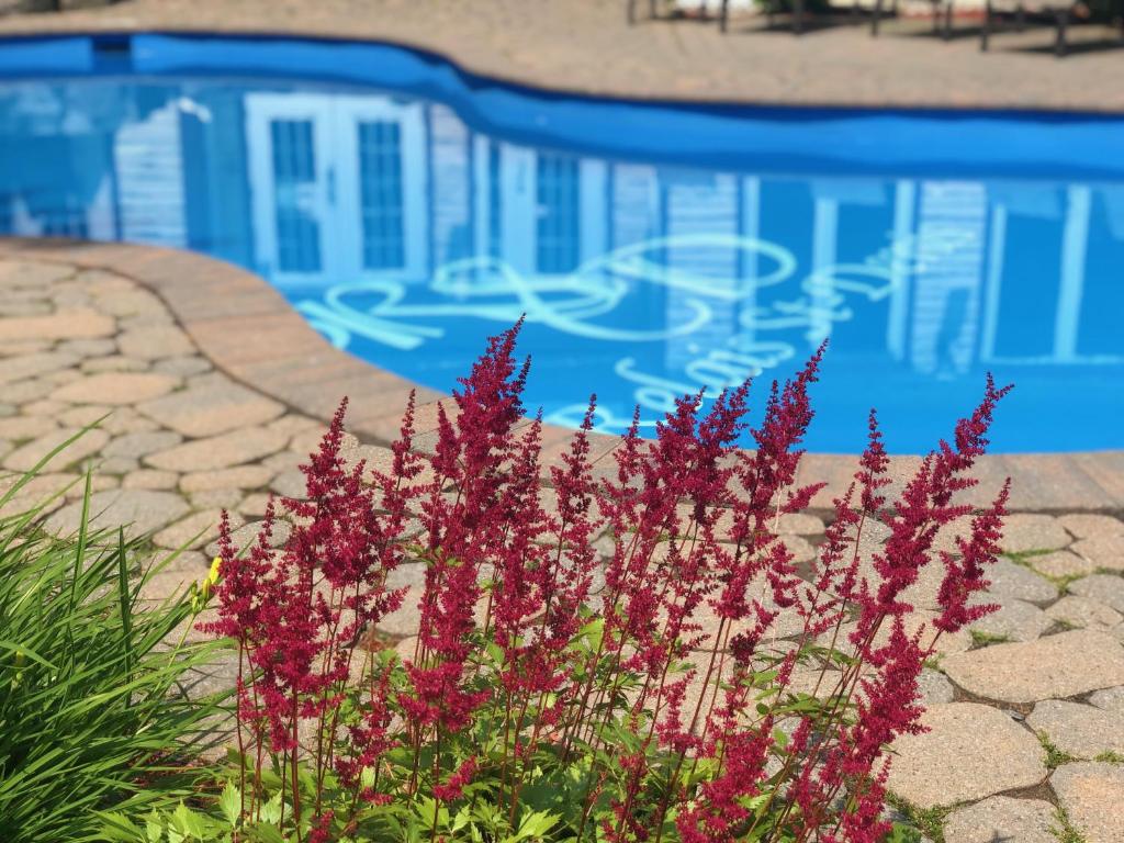 a blue swimming pool with purple flowers in front of it at Relais St-Denis in Saint-Sauveur-des-Monts