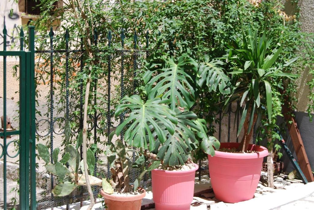 A garden outside Old Town Venetian Studio by CorfuEscapes