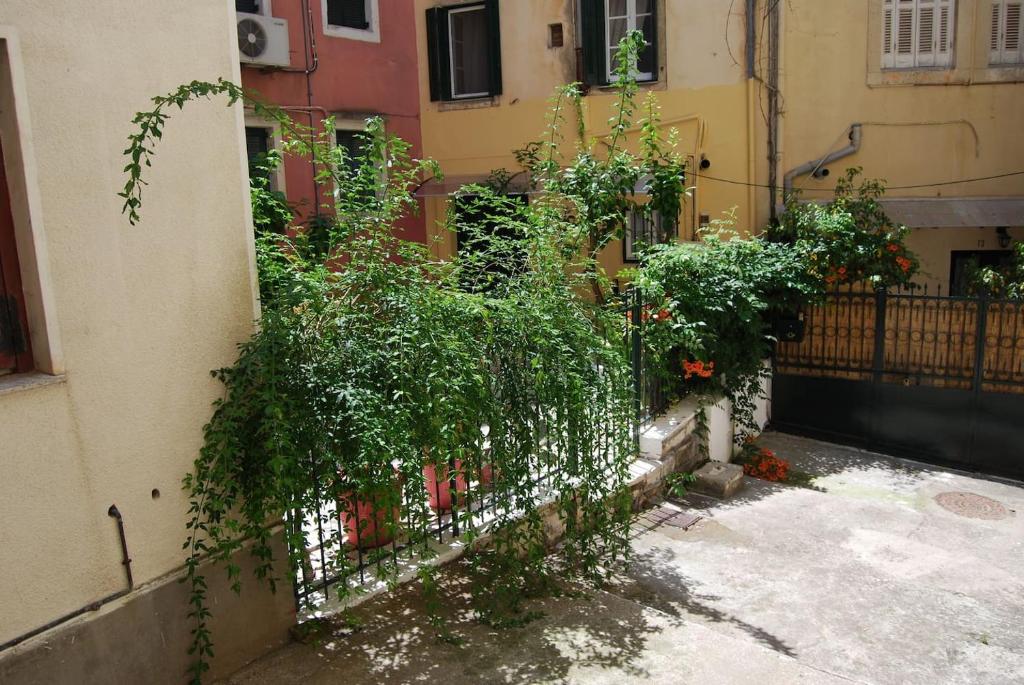 A garden outside Old Town Venetian Studio by CorfuEscapes