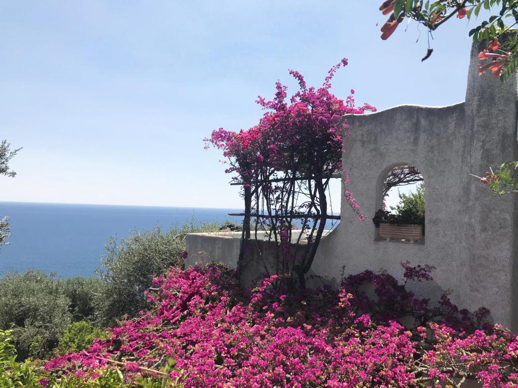 a bunch of pink flowers in front of a wall at Marina Blu - Borgo storico Conca dei Marini in Conca dei Marini