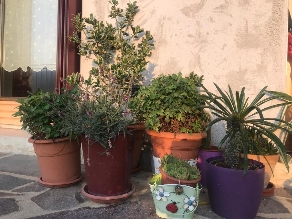Zahrada ubytování Puffele b&b