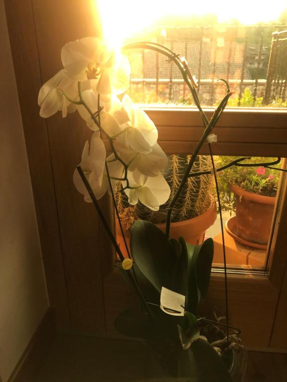 Fotografie z fotogalerie ubytování Puffele b&b v destinaci Enego