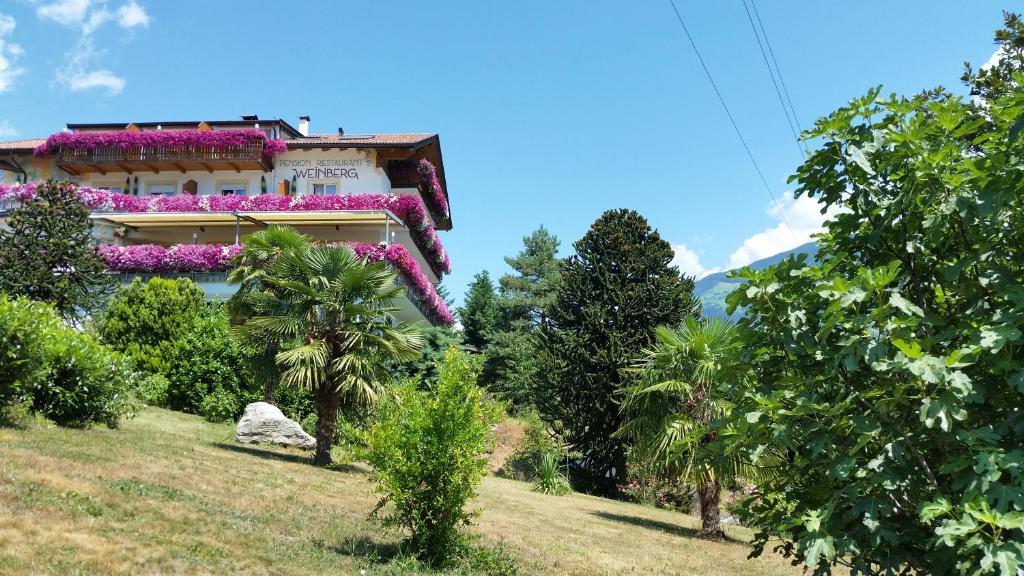 Zahrada ubytování Pension Weinberg