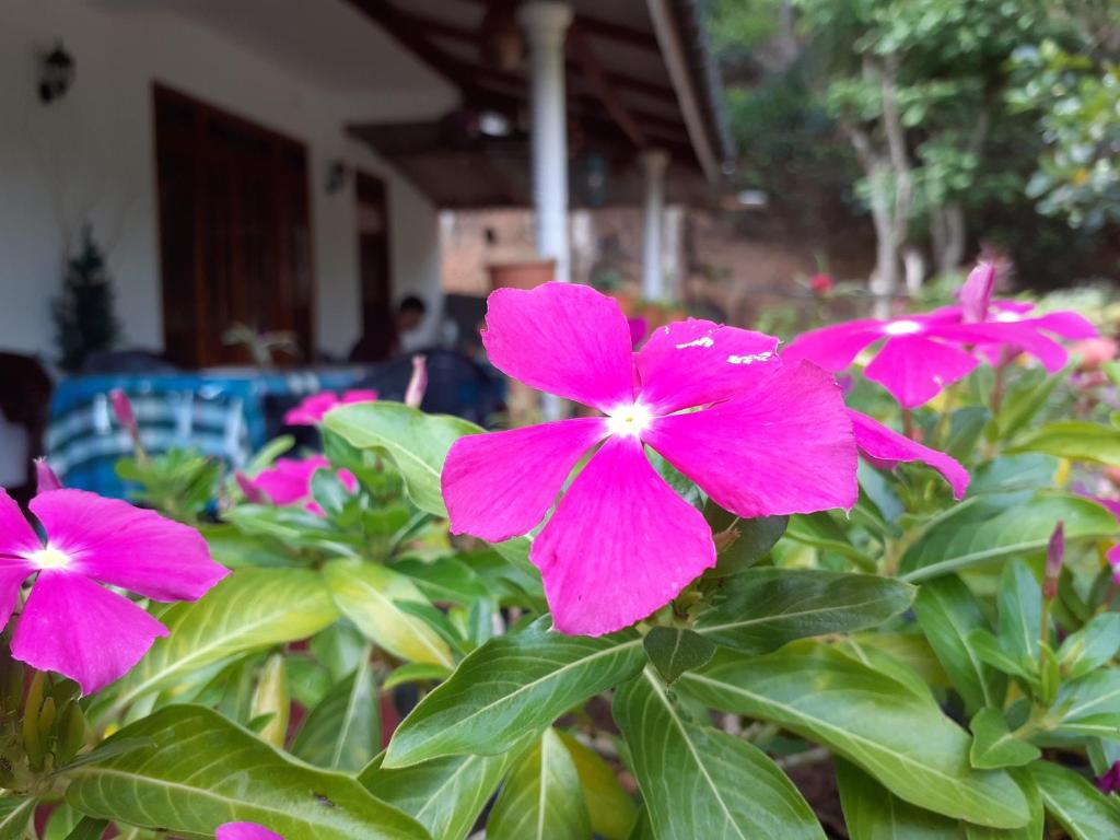 Zahrada ubytování Secret Nest Homestay