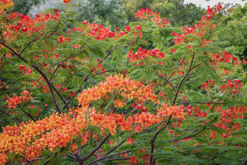 un grupo de flores rojas en un árbol en Flamboyant Villas, en Dambulla
