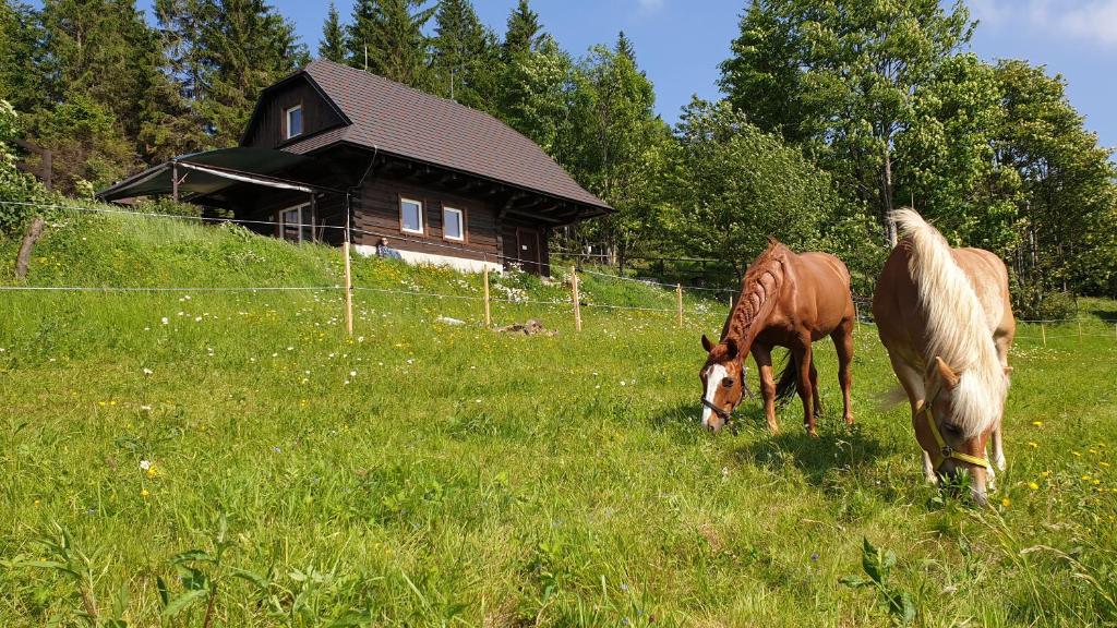 dos caballos pastando en un campo frente a una casa en PANORAMA RANČ en Ježíci