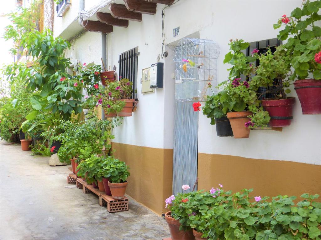 Zahrada ubytování HOSTAL CANDELEDA