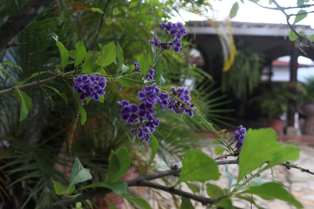 Fotografie z fotogalerie ubytování Hotel Buena Vista v destinaci Copan Ruinas