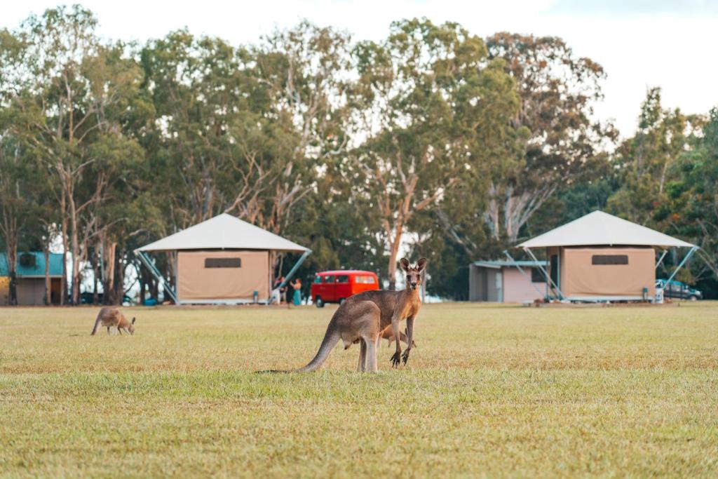 Altri animali domestici presso il campeggio di lusso o nei dintorni