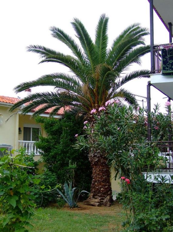 Zahrada ubytování Pension Marina