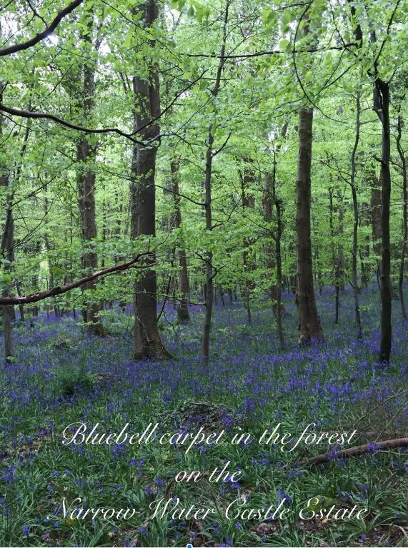 a forest of bluebells in the forest on the forest floors casualty centre at Number 6 Narrow Water Castle in Warrenpoint