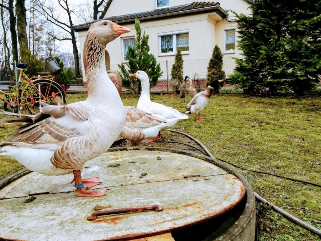 Zvířata v apartmánu nebo okolí