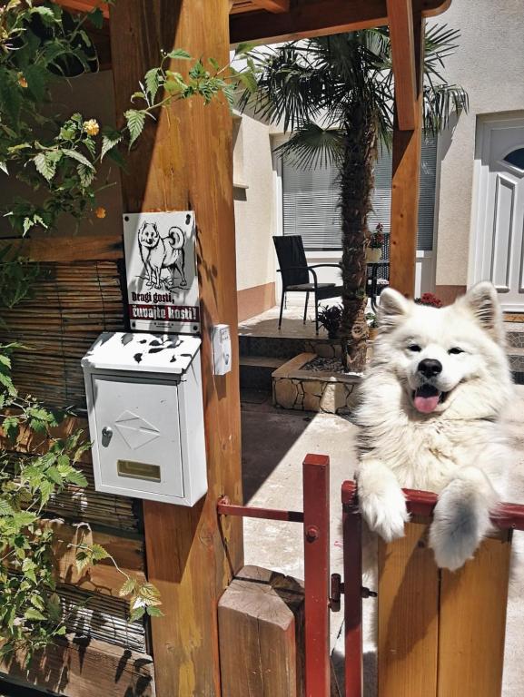 a white dog is sitting on a fence at Jasmina in Senj
