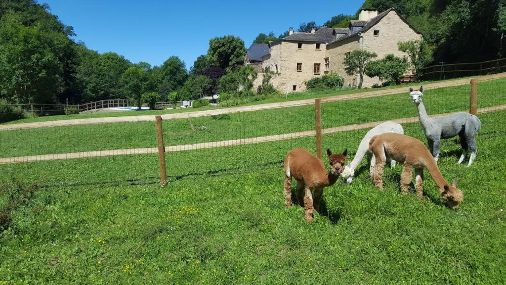 QuinsにあるLa Ferme des Andes - Gîte l'Atelierの畑放牧動物群