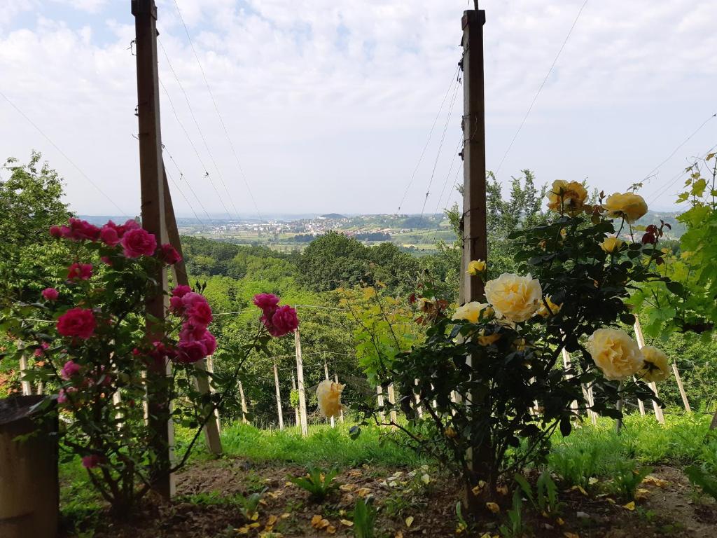 a bunch of flowers on poles in a field at House of The Red Poppy in Mirkovec
