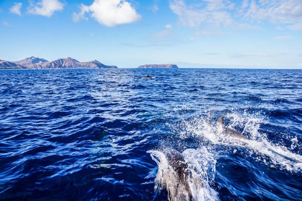 a dolphin jumping out of the water at Porto Santo Blue House in Porto Santo