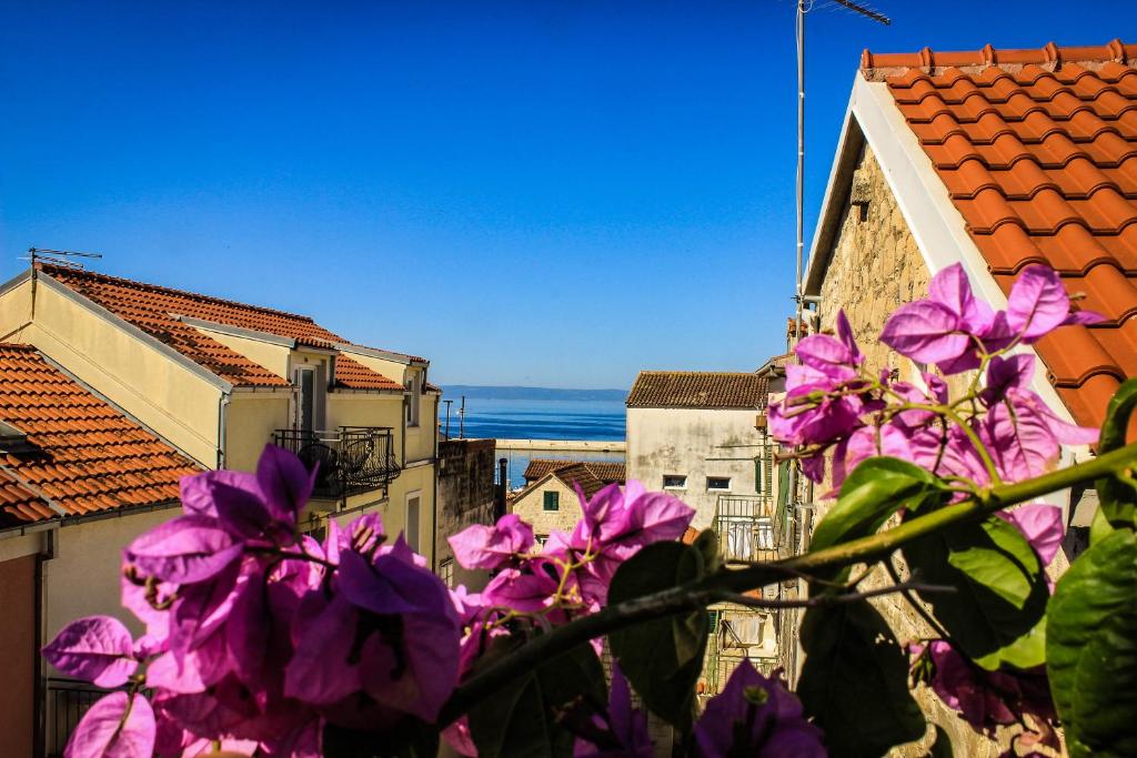a group of purple flowers in front of buildings at CENTER (THE HEART) OF MAKARSKA in Makarska