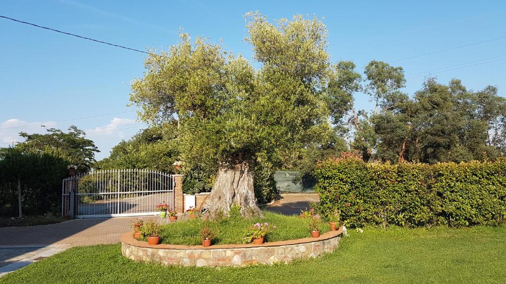 A garden outside Casal Sant'Elena