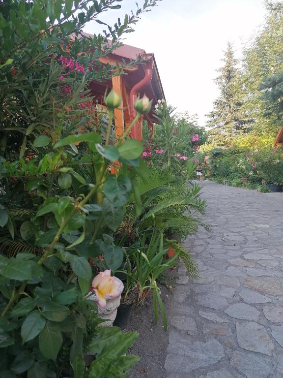 Zahrada ubytování Szentesi Panzió
