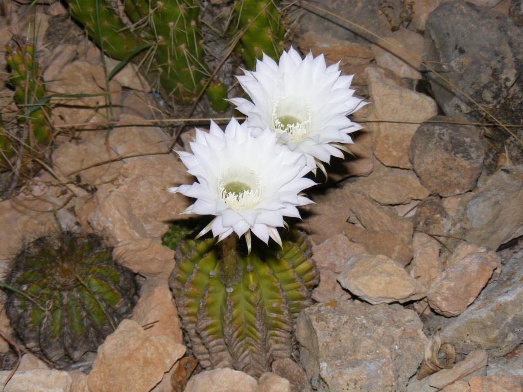 Fotografie z fotogalerie ubytování Sol Y Brisa v destinaci Sant Francesc Xavier