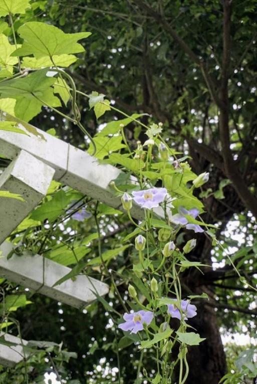 a plant with purple flowers growing next to a tree at Hasayaki Homestay in Dayi