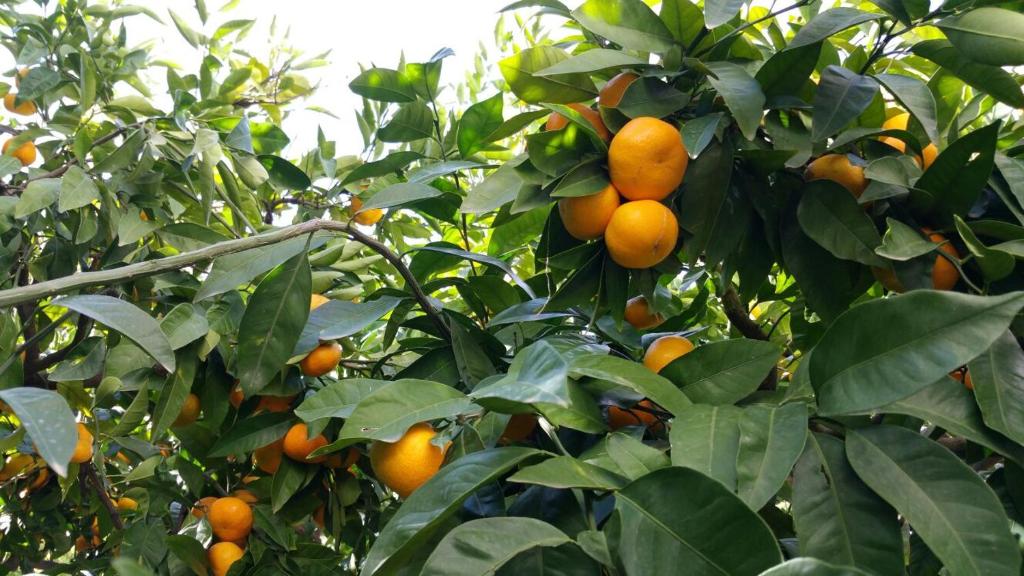 a bunch of oranges growing in a tree at Haus Mandarina in Rab