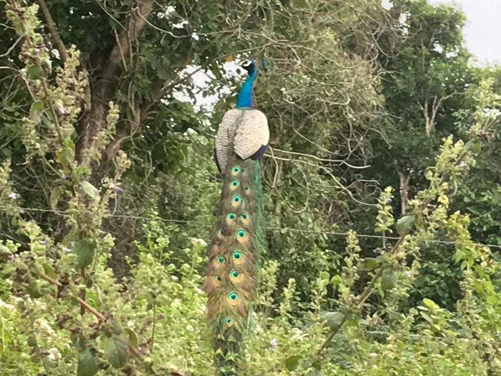 Zahrada ubytování Peacock Resort