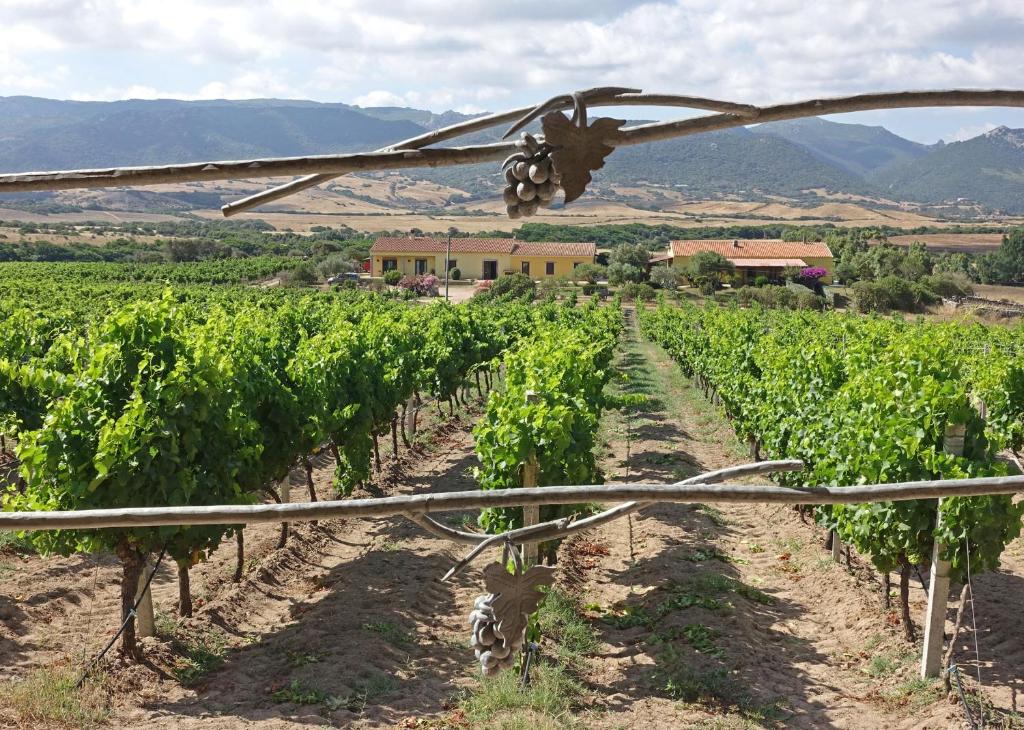アリエントゥにあるAgriturismo Campesi casale tra le vigneのブドウ畑