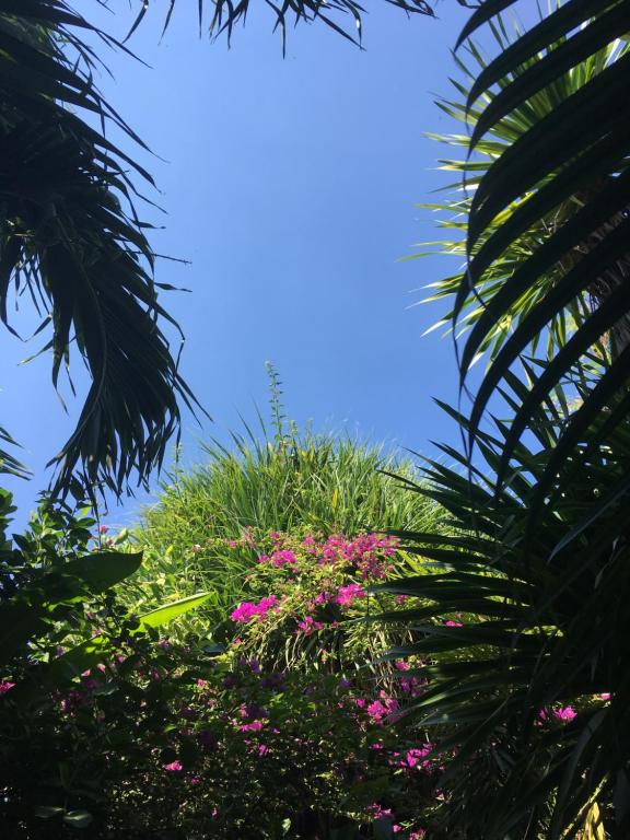 Zahrada ubytování Gili Nyepi