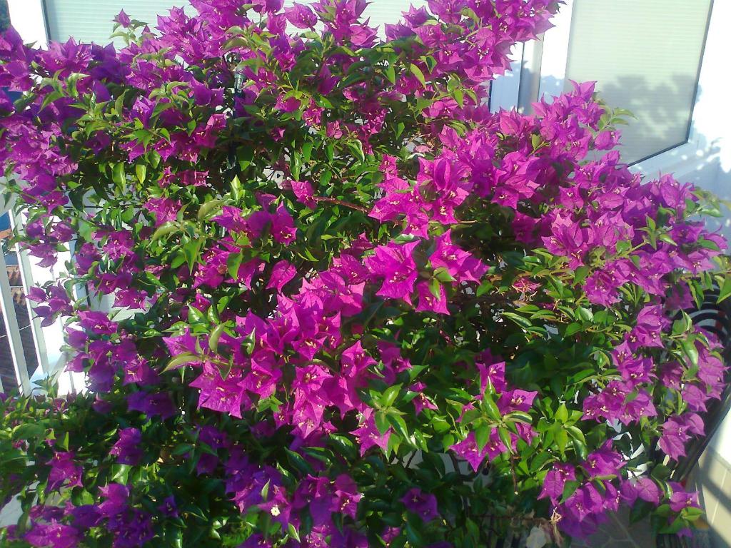 a bunch of purple flowers hanging from a window at Apartments Krešić TIHA LUKA in Neum