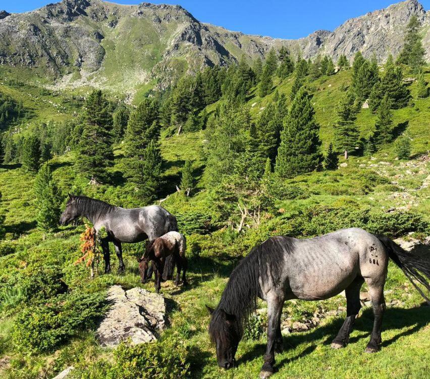 Zvieratá v penzióne alebo blízkom okolí