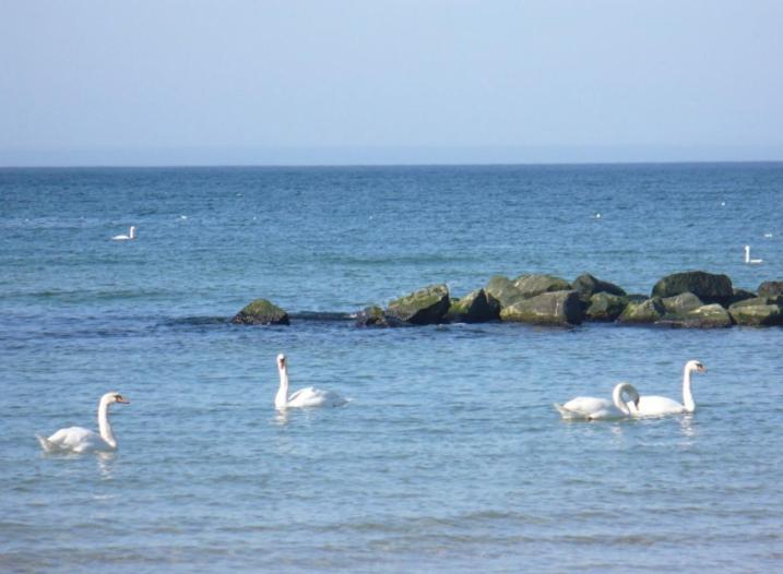 three swans swimming in a body of water at Pokoje gościnne pod jabłoniami in Darłowo