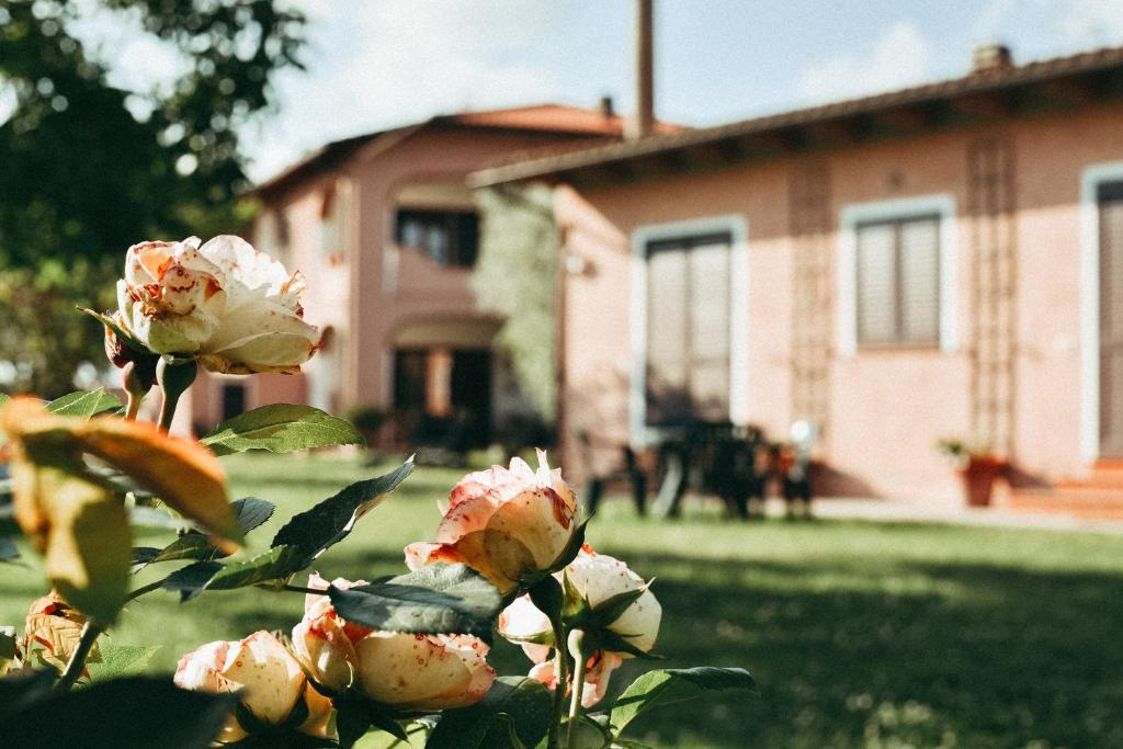 una planta con rosas rosas frente a una casa en Agriturismo Vallerana en Capalbio