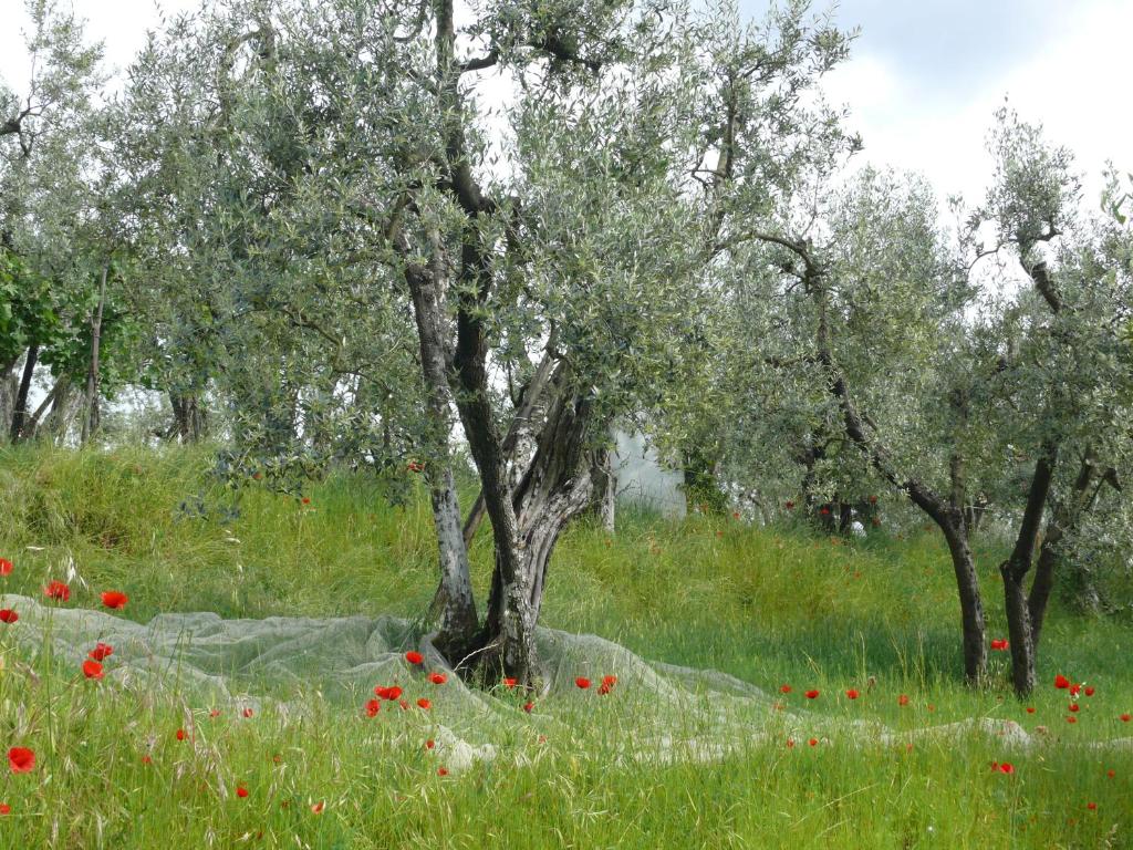 Zahrada ubytování Antica Bottega di Vinci