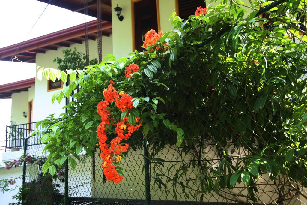 Zahrada ubytování The Springfields Kandy Previously Madara Residence Kandy