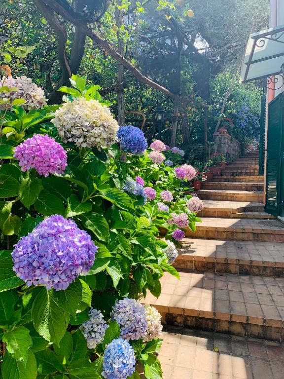 Sorrento Studios Lemons Hill - 2