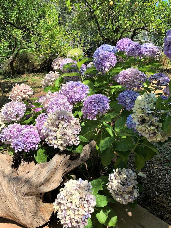 Sorrento Studios Lemons Hill - 3