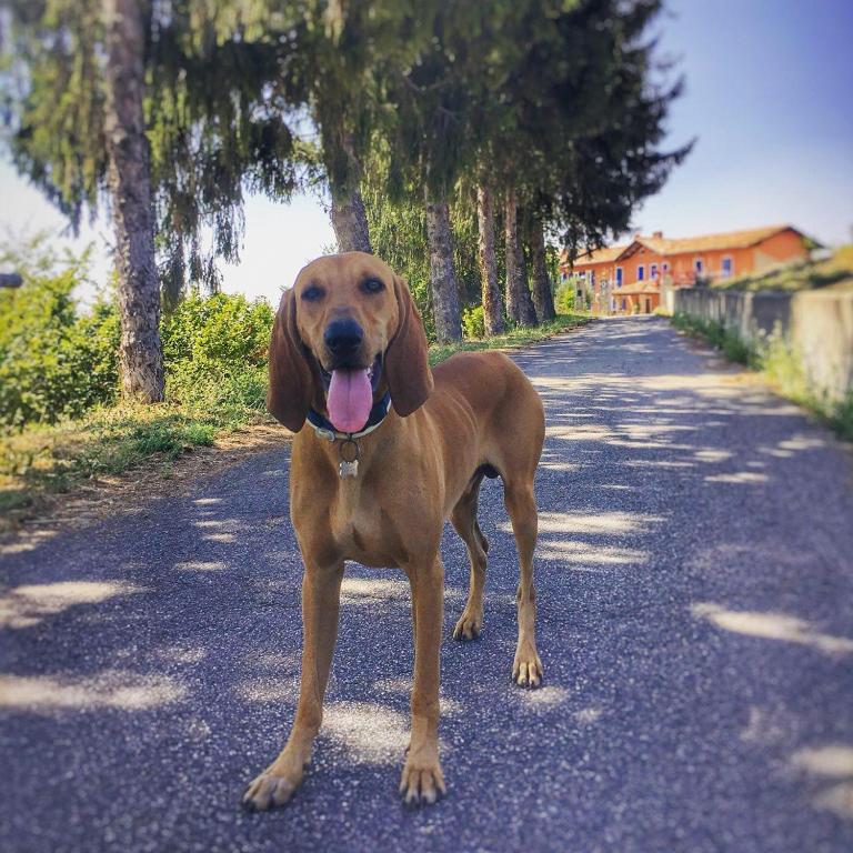 Domácí mazlíčci ubytovaní s hosty v ubytování B&B La Buonora
