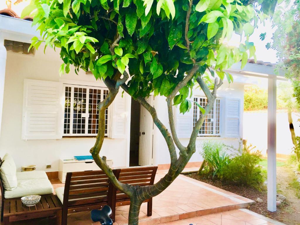 a tree in front of a house with a bench at Casetta Nica in Torvaianica