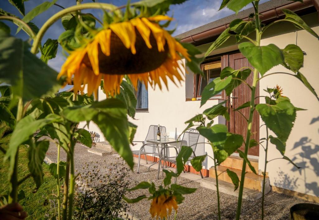 Zahrada ubytování Pension Rauschberghof