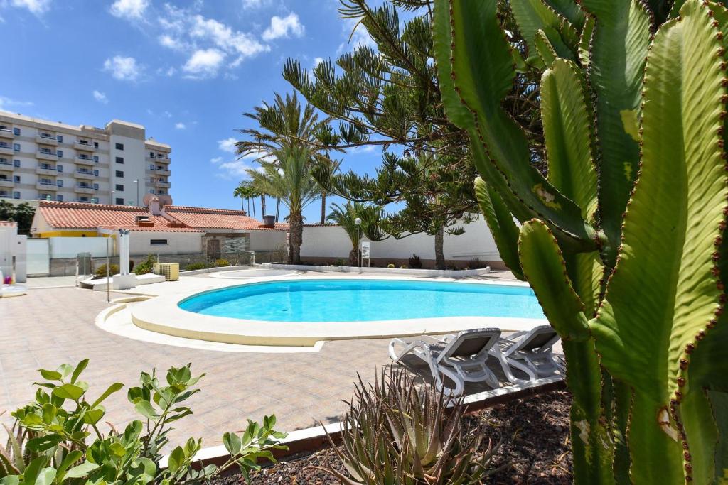 uma piscina com duas espreguiçadeiras e um cacto em Cozy bungalow for 6 in Playa del Inglés GD04 by VillaGranCanaria em Playa del Inglés