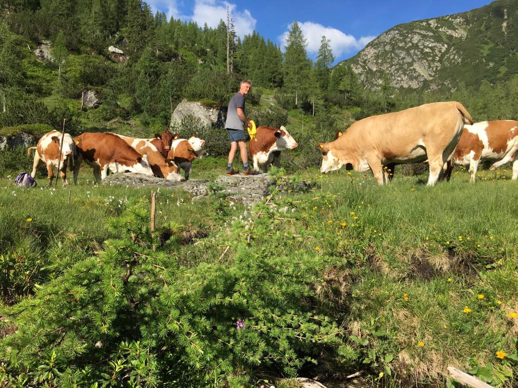 Állatok a vendégházban vagy a közelben