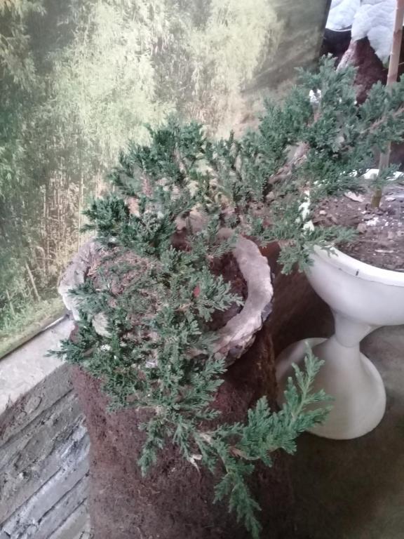 Jardín al aire libre en Los Tres Leones
