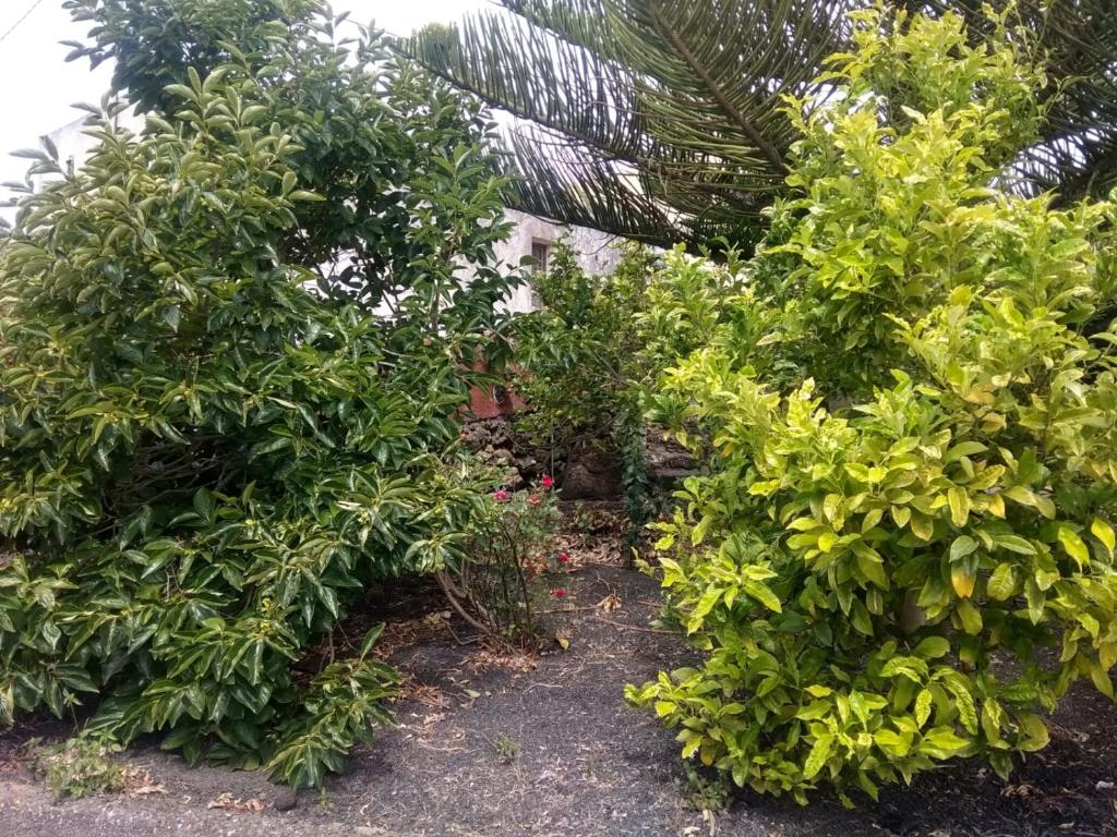 Zahrada ubytování Casa Rural Amapola