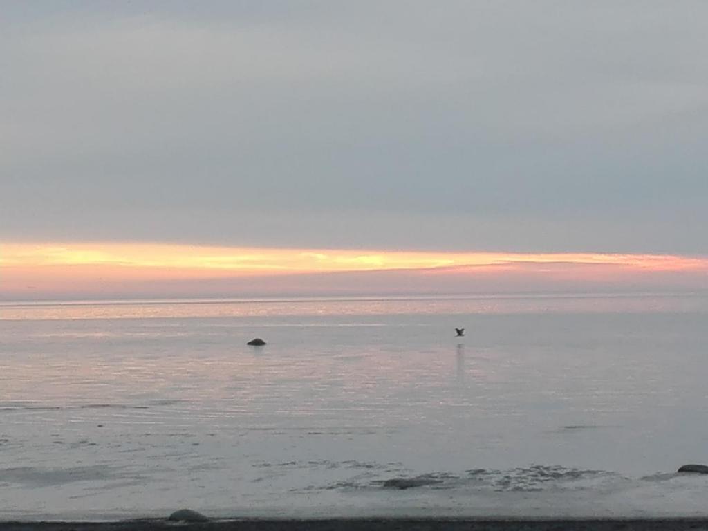 un oiseau survolant l'océan au coucher du soleil dans l'établissement Treimani Hoovimaja, à Treimani