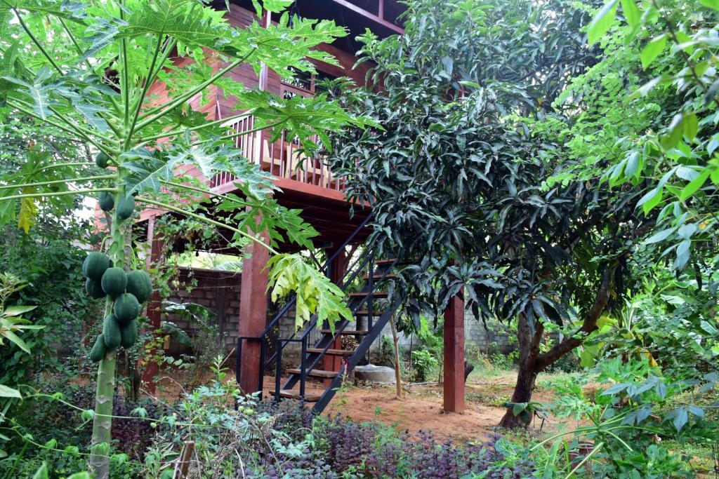 Zahrada ubytování Sun and Green Eco Lodge - Dambulla