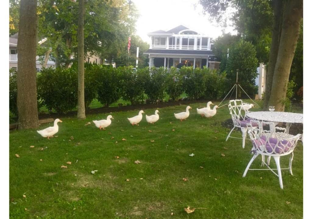 a group of ducks walking around in a yard at Walden on the Pond in Spring Lake