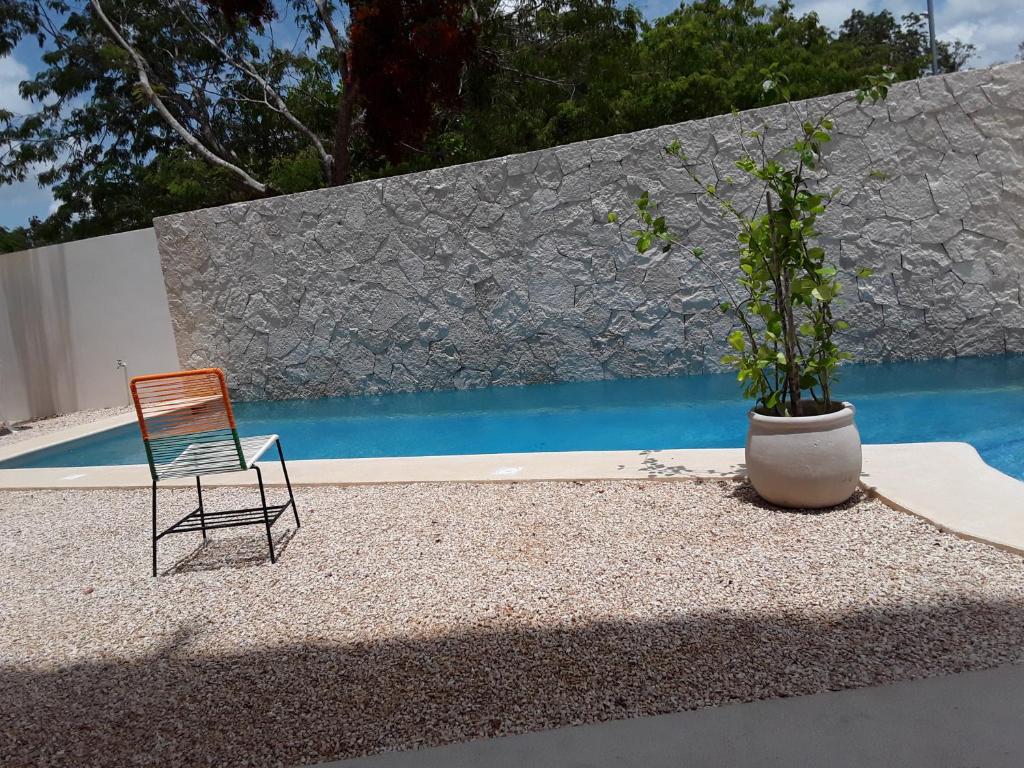 a chair and a potted plant next to a pool at posada tumben ka´a in Tulum